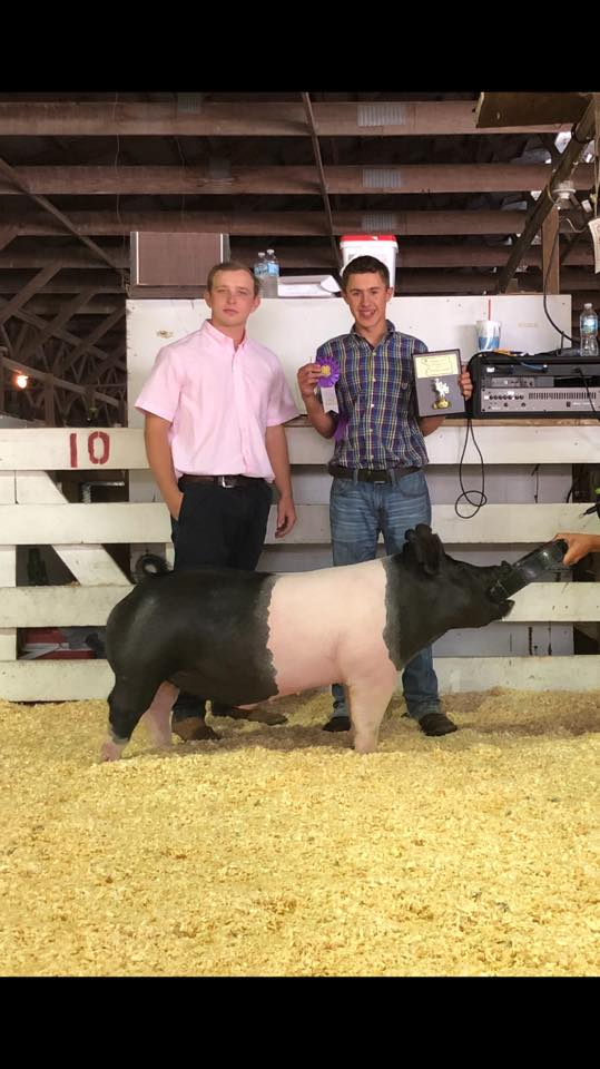 Show Cattle Feed & Supplements ShowRite