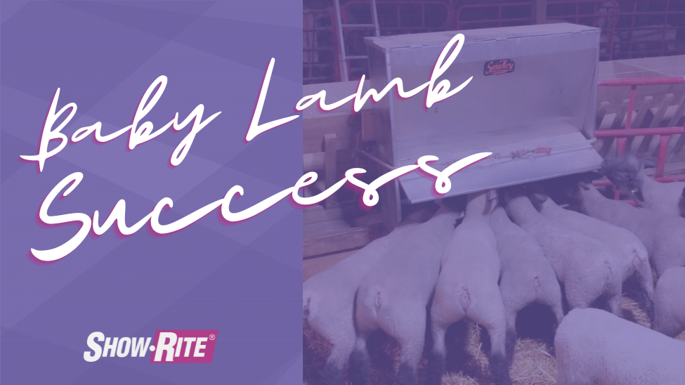 February 2021|Baby Lamb Success