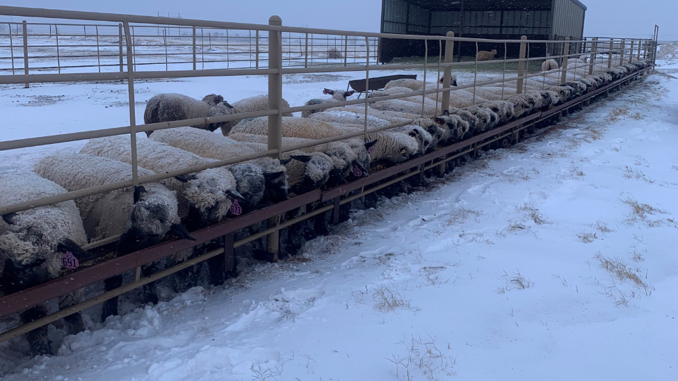 July 2021|Techniques for improving first-service conception rates in ewes and does