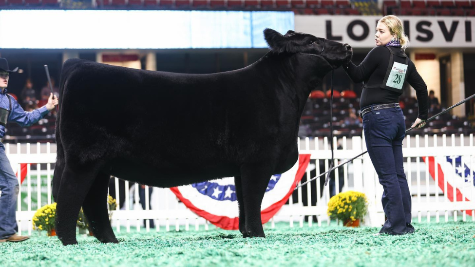 August 2019|Get the look: Feeding heifers the Rite way