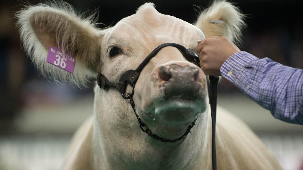 December 2022|Fungus in cattle: Where does it come from, and how do we prevent and treat it?