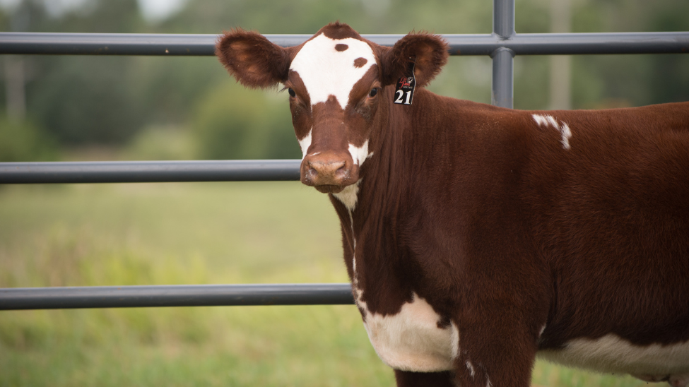 October 2021|Starting your new calves on feed
