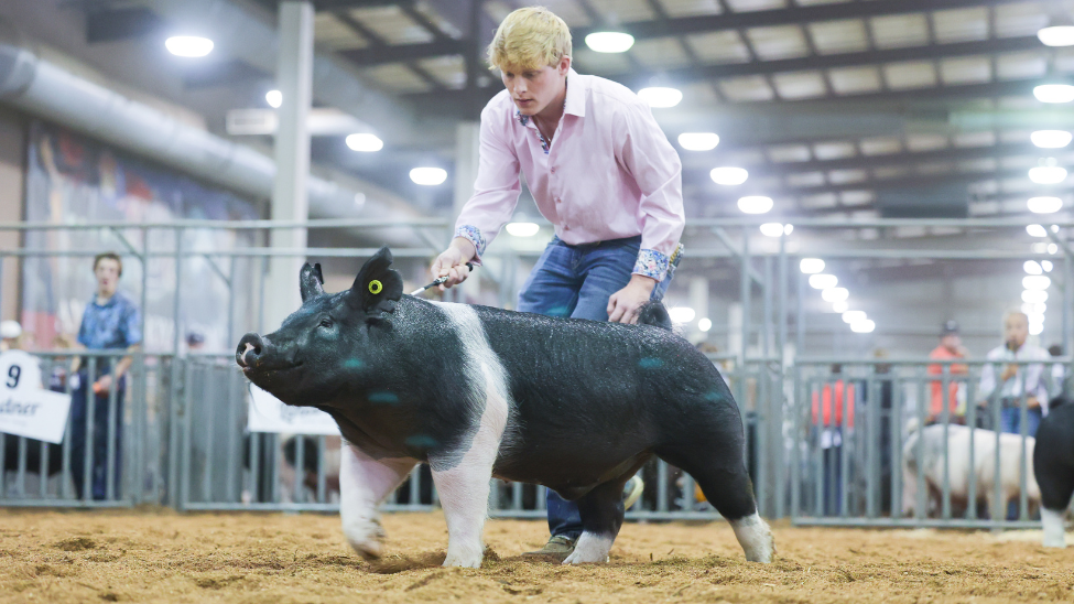 September 2019|The Science of success: 3 ways Show-Rite improves animal health and efficiency