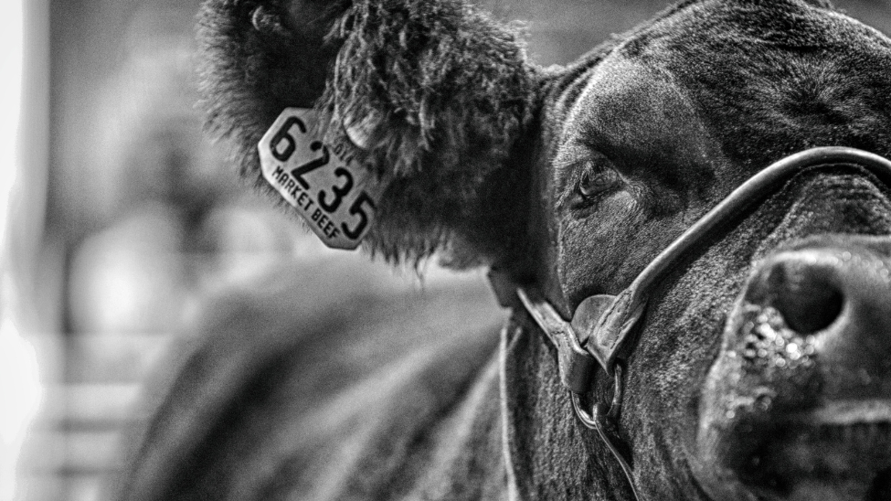 February 2020|Spring show calf hair care