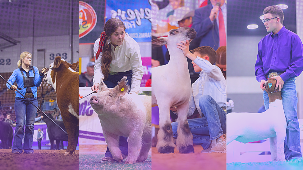 June 2019|Showmanship tips from the pros