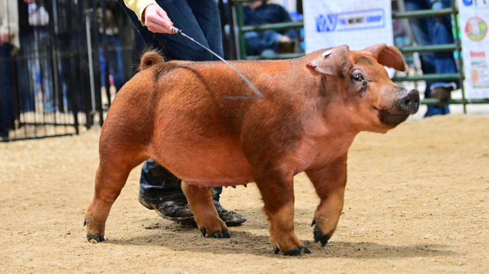May 2020|Why Deworm Your Show Pig?