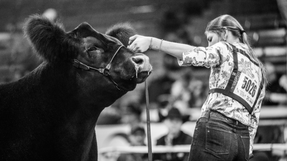 October 2025|Your guide to feeding steers and heifers