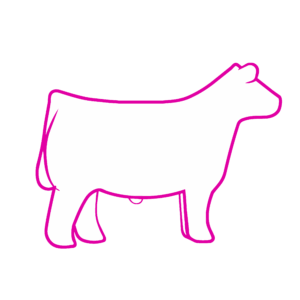 en-us-us-multi-showfeed-show-rite-animalimagesneeded-3809_pink_no logo_3 Show Cattle